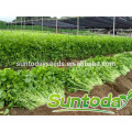 Suntoday vegetable F1 Organic bulk chinese vegetable black oil buying organial health benefits celery seed extract seeds(34001)